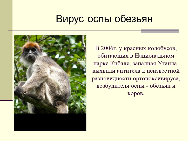 В 2006г. у красных колобусов, обитающих в Национальном парке Кибале, западная Уганда, выявили антитела